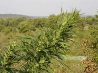 Cannabis sativa. Конопля посевная.