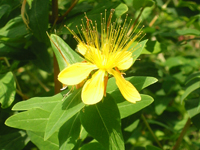Hypericum hircinum